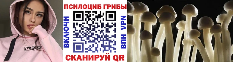 Галлюциногенные грибы Psilocybine cubensis  Карабаново 